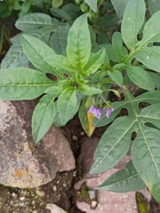 Solanum radicans