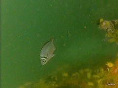 Boopsoidea inornata