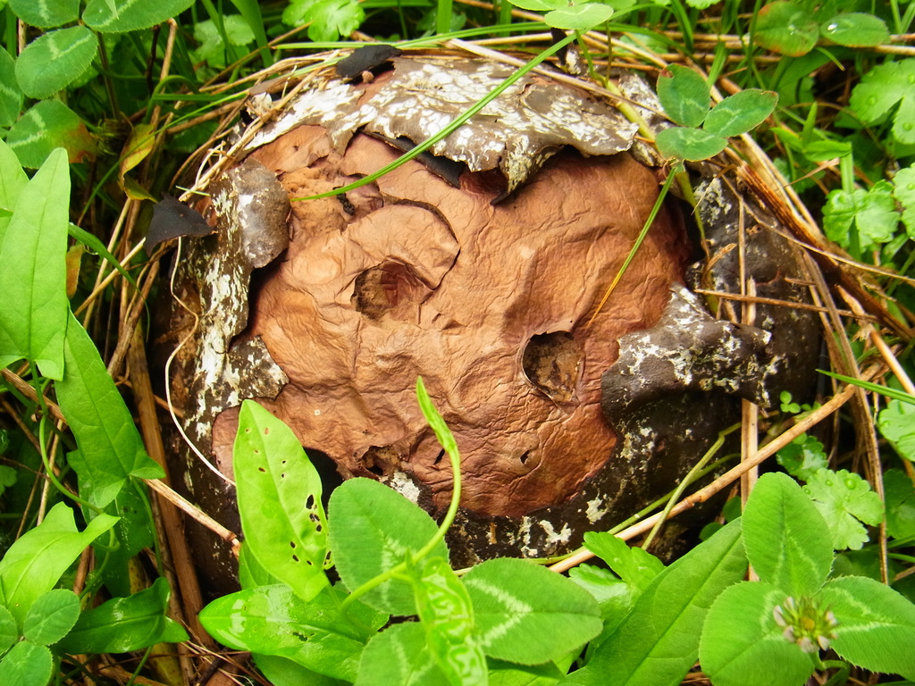 Calvatia nipponica · July 2015 · photo: © heikindai_87 (iNaturalist, cc0)