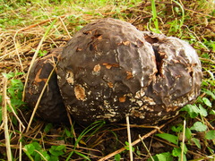 Calvatia nipponica