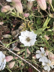 Silene uniflora