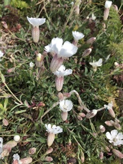 Silene uniflora