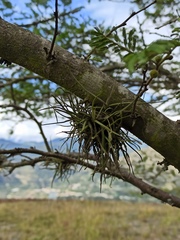 Tillandsia recurvata