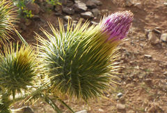 Cirsium vulgare image