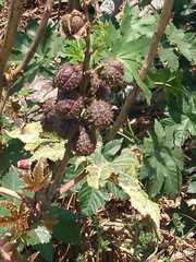 Ricinus communis