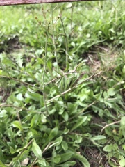 Capsella bursa-pastoris