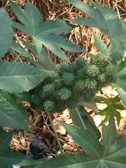 Ricinus communis