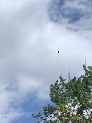 Ictinia mississippiensis