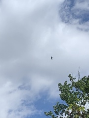 Ictinia mississippiensis