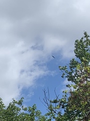 Ictinia mississippiensis