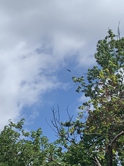 Ictinia mississippiensis