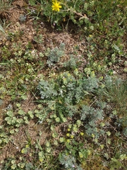 Artemisia austriaca