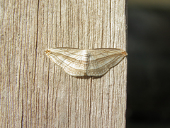 Arcobara tergeminaria