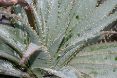 Aloe succotrina