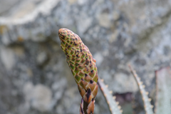 Aloe succotrina