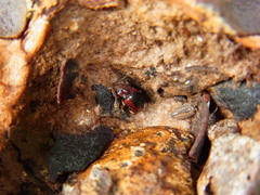 Lycoperdina mandarinea