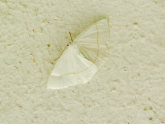 Lomographa candida