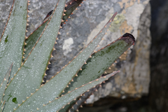 Aloe succotrina