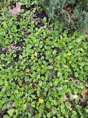 Chrysogonum
