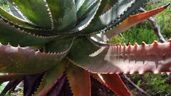 Aloe succotrina