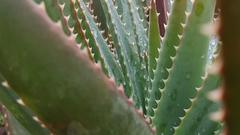 Aloe succotrina