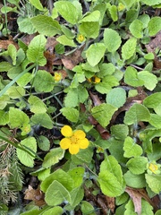 Chrysogonum