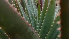 Aloe succotrina