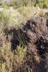 Thamnochortus insignis