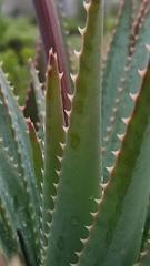 Aloe succotrina