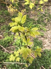 Acer negundo