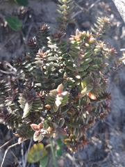 Crassula subulata fastigiata