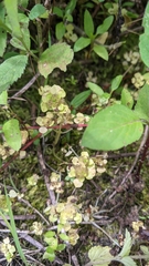 Pilea peploides major