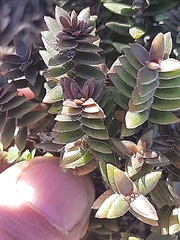 Crassula subulata fastigiata