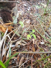 Pterostylis brumalis