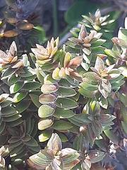Crassula subulata fastigiata
