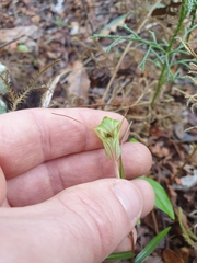 Pterostylis brumalis