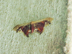Idaea flavicosta