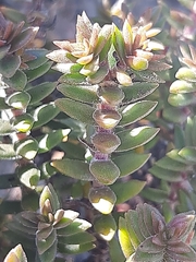 Crassula subulata fastigiata