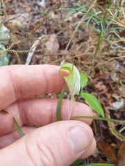 Pterostylis brumalis