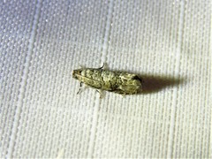 Grapholita packardi