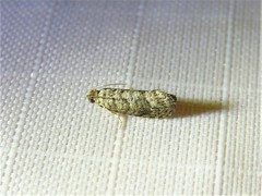 Grapholita packardi