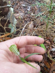 Pterostylis brumalis