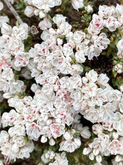 Eriogonum fastigiatum