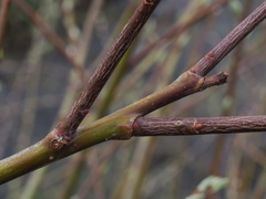 Salix acutifolia