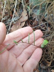 Pterostylis brumalis