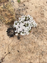 Eriogonum fastigiatum