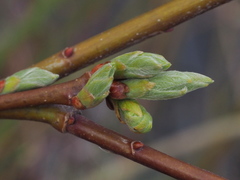 Salix acutifolia