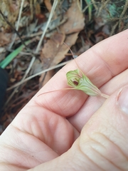 Pterostylis brumalis