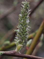 Salix acutifolia