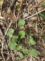 Alliaria petiolata